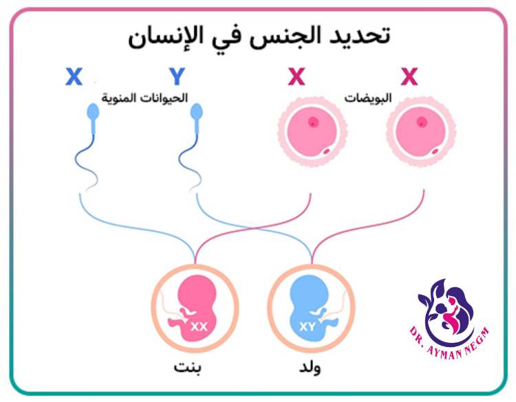 أضرار تحديد نوع الجنين