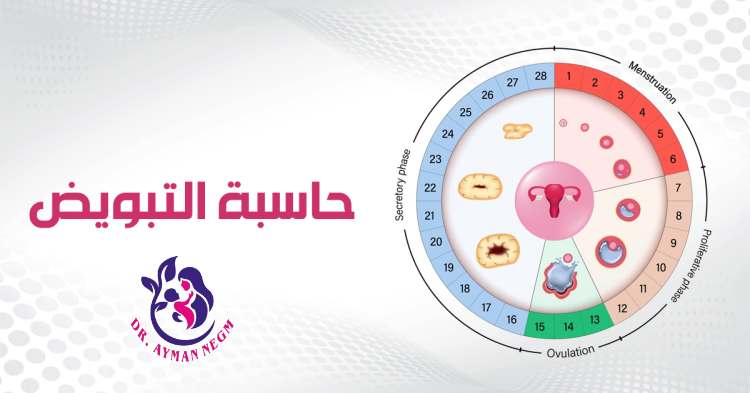 حاسبة الدورة الشهرية والتبويض