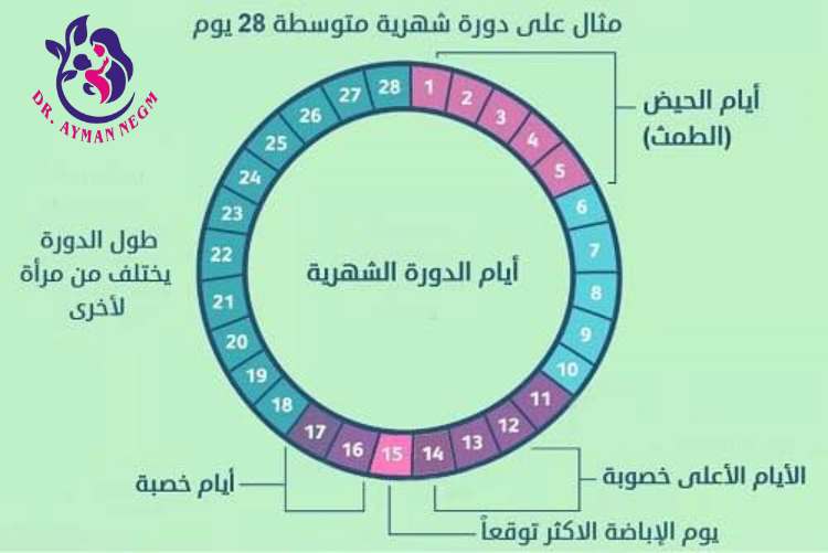 طرق حساب فترة الإباضة