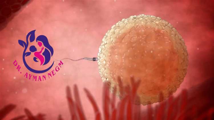 عمر البويضة الجاهزة للاخصاب