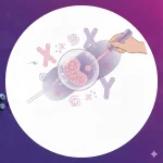 تحديد نوع الجنين